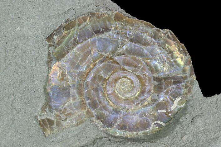 Iridescent Ammonite (Psiloceras) - England #130442